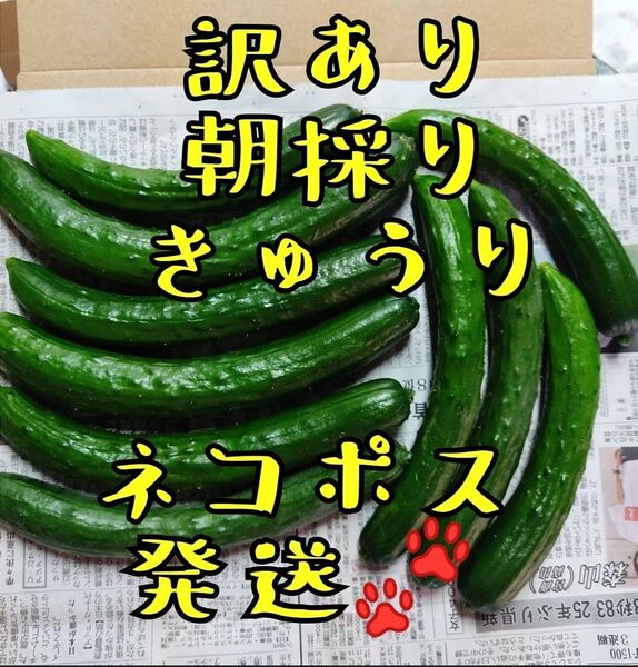 訳ありきゅうり 宮崎県産 農家直送 朝採り