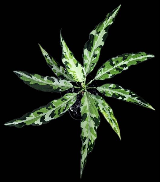 LA便 Aglaonema pictum tricolor LA1218-03b