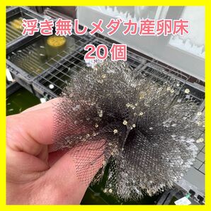 めだか産卵床浮き無し20個