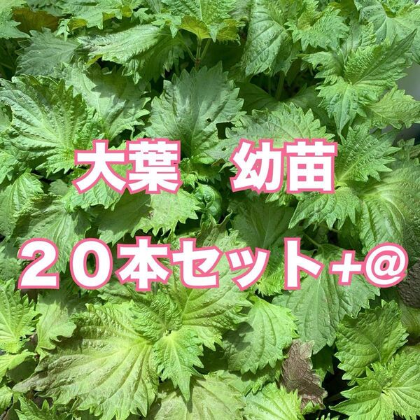 ネコポス発送 大葉 青じそ 抜き苗 幼苗 20本セット