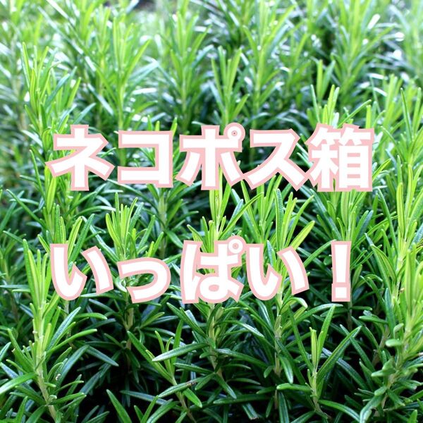 ローズマリー カット枝 新芽 フレッシュ 無農薬 ネコポス箱いっぱい