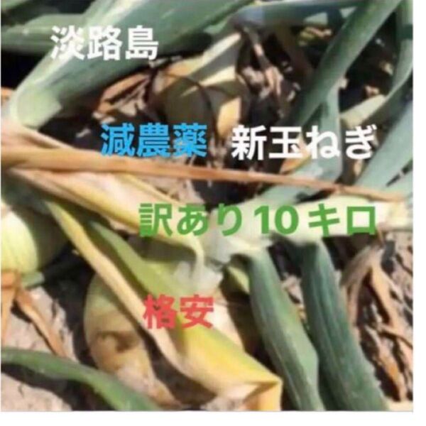 玉ねぎ 格安 訳あり 淡路島産 たまねぎ 10キロ減農薬