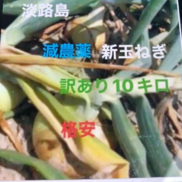 玉ねぎ 格安 訳あり 淡路島産 たまねぎ 10キロ減農薬
