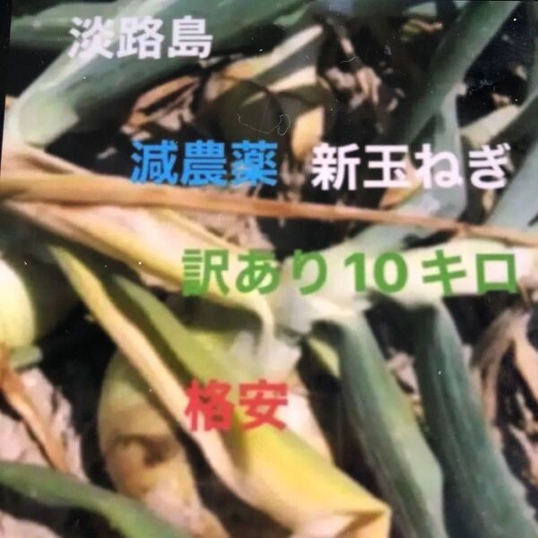 玉ねぎ 格安 訳あり 淡路島産 たまねぎ 10キロ減農薬