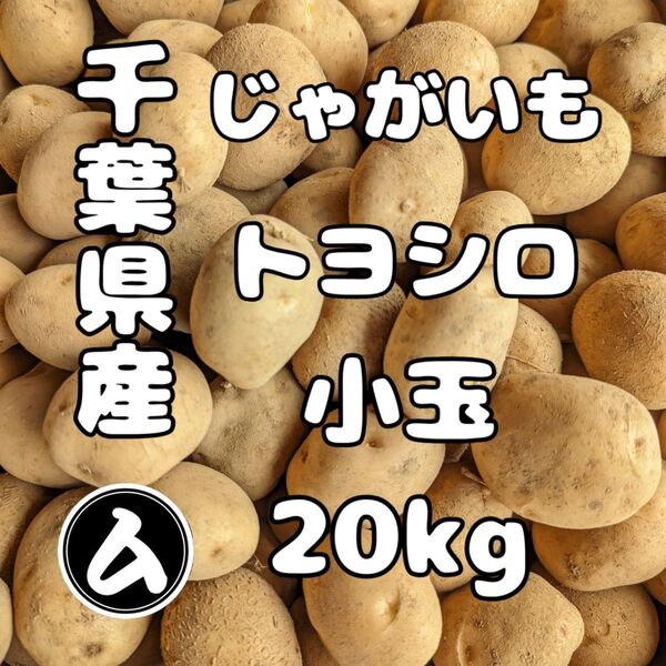 千葉県産 新じゃがいも トヨシロ 小玉サイズ 20kg