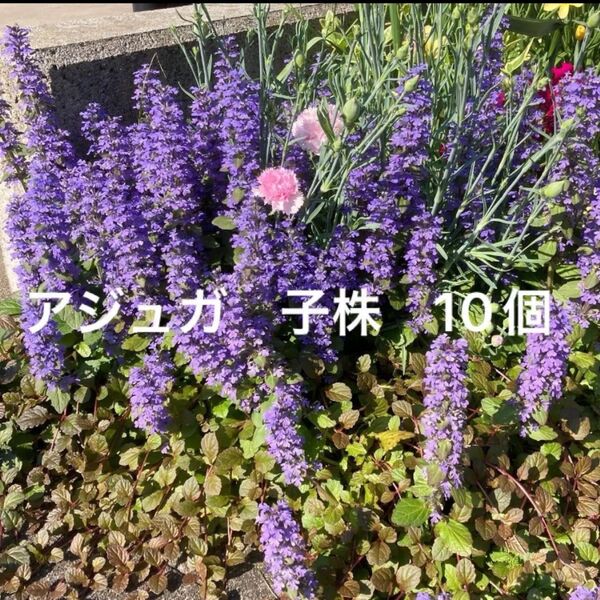 アジュガ 子株 発根済み 10個