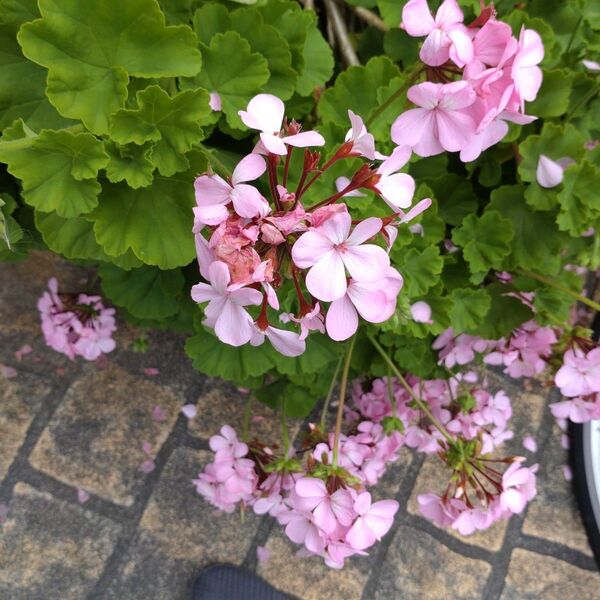 ゼラニウム 3カット苗 薄ピンク色の花咲きます 匿名発送