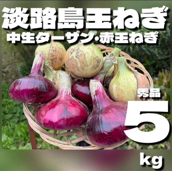 淡路島玉ねぎ 中生ターザン 赤玉ねぎ 5kg