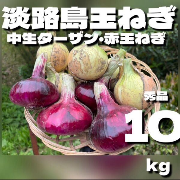 淡路島玉ねぎ 中生ターザン 赤玉ねぎ 5kg