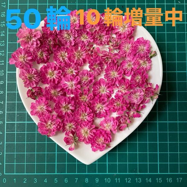 ミニバラ ドライフラワー50輪 10輪増量中