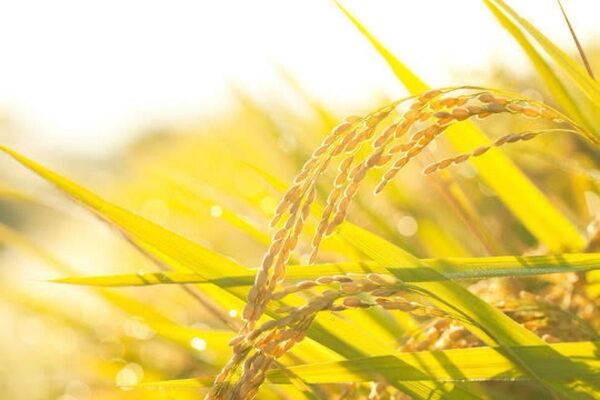 令和6年産 国内産ブランド米 精米済30kg