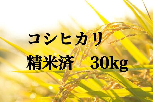 令和6年産 新潟県産コシヒカリ 精米済30kg