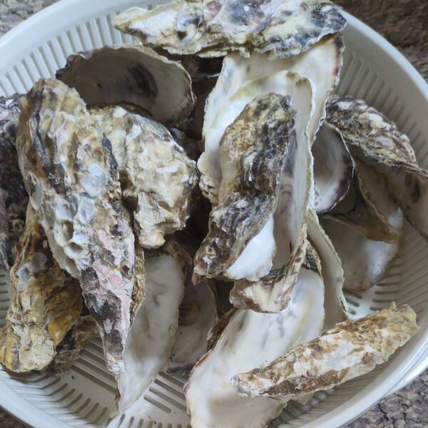 牡蠣 殻 水質浄化・PH調整