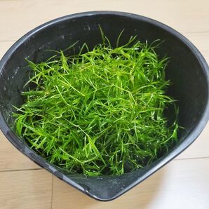 ナヤス