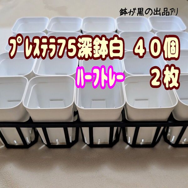 《プレステラ75深鉢白40個+ハーフトレー2枚》プラ鉢 スリット鉢 多肉植物