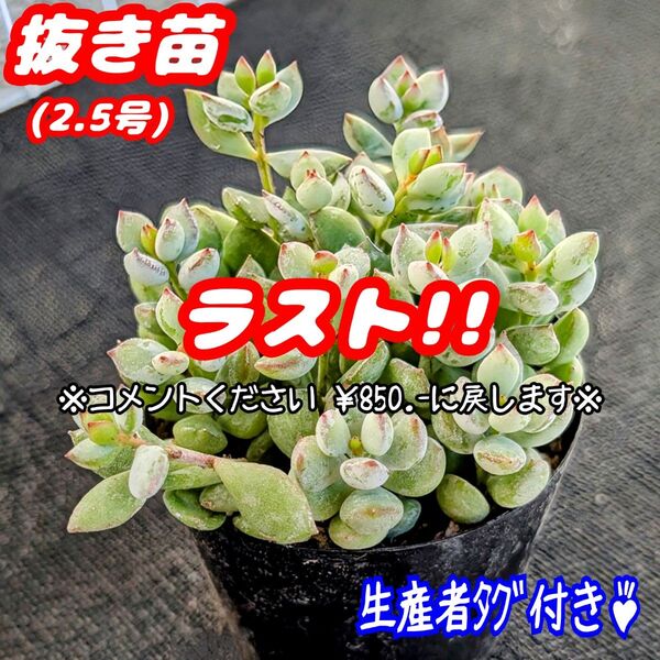 ペンデンス【抜き苗】2.5号もりもり♪ 多肉植物 コチレドン 紅葉 プレステラ プラ鉢
