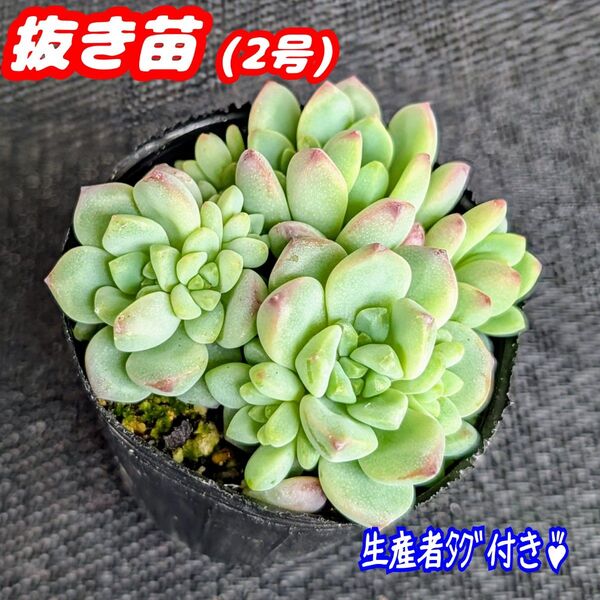 ペレスデラロサエ【抜き苗】2号ぎゅーぎゅー♪多肉植物 セダム 紅葉 プラ鉢 プレステラ