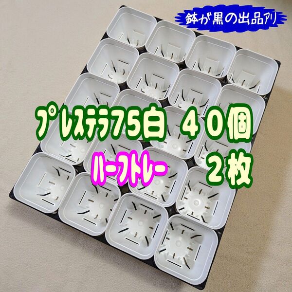《プレステラ75白40個+ハーフトレー2枚》プラ鉢 スリット鉢 多肉植物