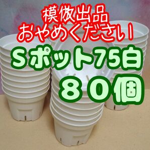 《Sポット75》 白 80個 スリット鉢 プラ鉢 2.5号相当 植木鉢 多肉植物 プレステラ 丸