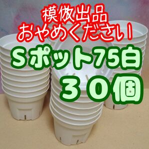 《Sポット75》 白 30個 スリット鉢 プラ鉢 2.5号相当 植木鉢 多肉植物 プレステラ 丸