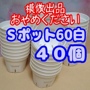 《Sポット60》 白 40個 スリット鉢 プラ鉢 2号相当 植木鉢 多肉植物 プレステラ 丸