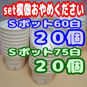《Sポット60&75》 白各20個 プレステラ 丸 プラ鉢 スリット鉢 多肉植物 植木鉢 (2号・2.5号)