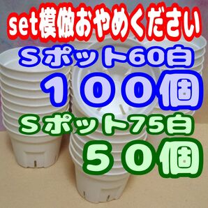Sポット60白100個・75白50個スリット鉢プラ鉢2号鉢・2.5号鉢相当 多肉プレステラ