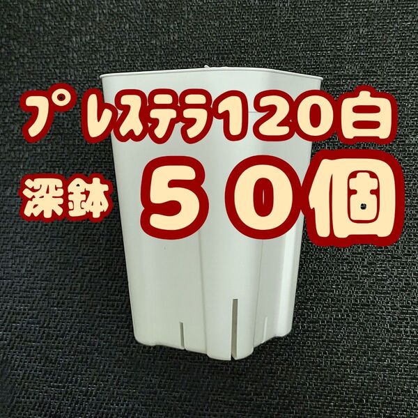 プレステラ深鉢120 白 50個 プラ鉢 スリット鉢 多肉植物