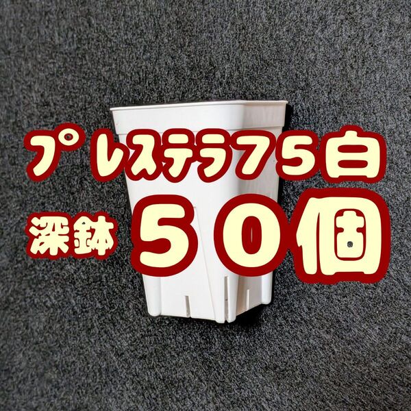 プレステラ深鉢75 白 50個 プラ鉢 スリット鉢 多肉植物