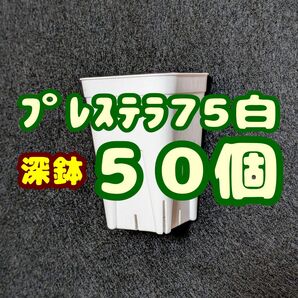 プレステラ深鉢75 白 50個 プラ鉢 スリット鉢 多肉植物