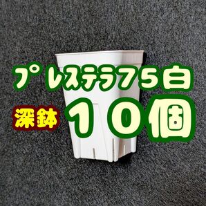 プレステラ深鉢75 白 10個 プラ鉢 スリット鉢 多肉植物