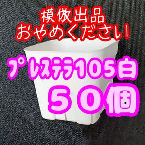 《プレステラ105》白 50個 スリット鉢 プラ鉢 3.5号鉢 相当 多肉植物