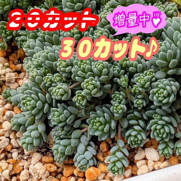 マジョール【☆30カットへ増量中☆】多肉植物 セダム 紅葉 プラ鉢 プレステラ (安心の抜き苗での出品もあります♪)