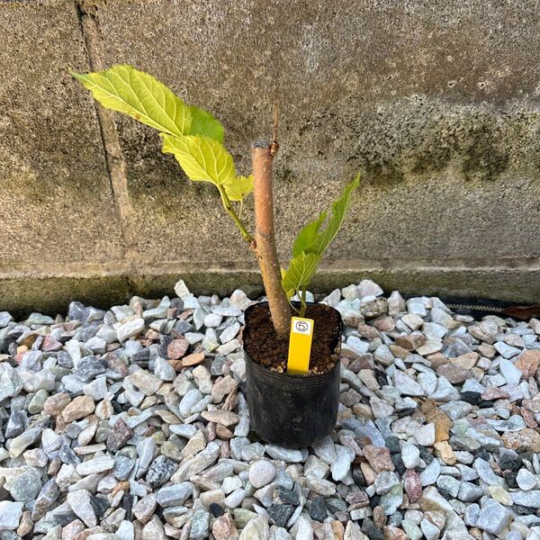 マルベリー苗(大実)⑤