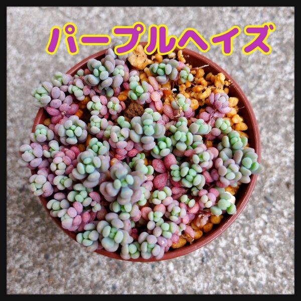 パープルヘイズ☆抜き苗 おまけセダムつき