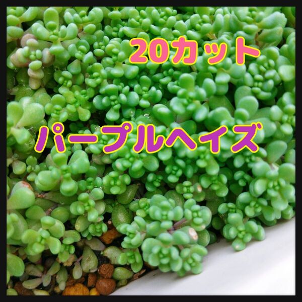 パープルヘイズ☆20カット おまけセダムつき