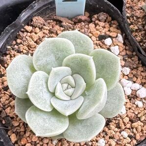 デレッセーナ×アルバ美尼☆ 多肉植物