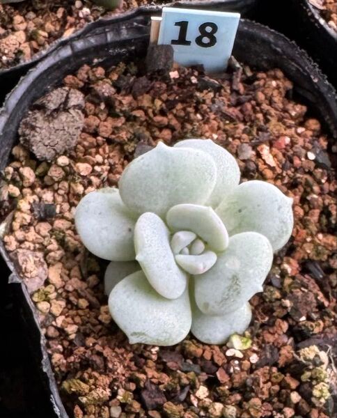 ぺったん☆ 多肉植物