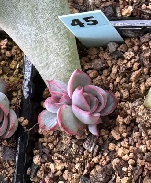 龍鱗蓮華☆多肉植物