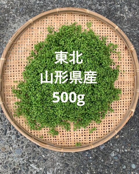 山形県産 山椒の実 無農薬 500g