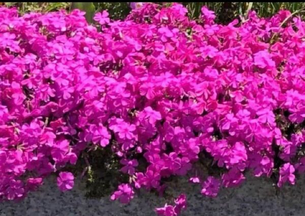 芝桜 ピンク 抜き苗 20本位