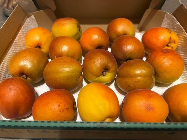 長野県産 杏 信州サワー 1Kg 訳あり