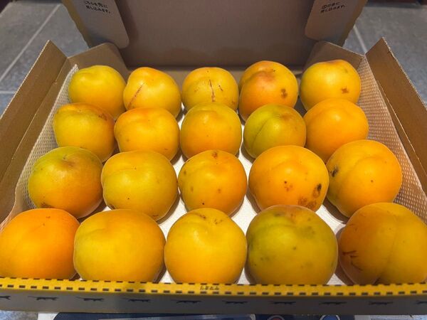 長野県産 杏 1kg 新潟大実 訳あり