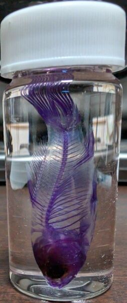 魚の骨格標本