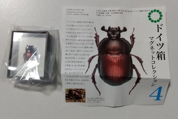ドイツ箱マグネットコレクション4 オオセンチコガネ(赤)
