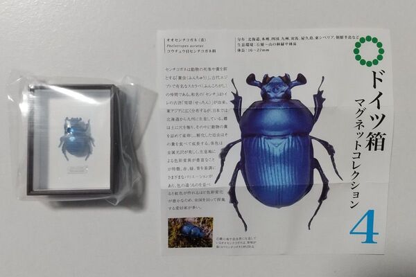ドイツ箱マグネットコレクション4 オオセンチコガネ(青)
