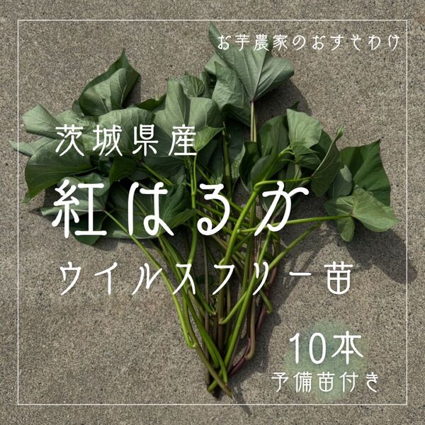茨城県産 さつまいも 紅はるか 苗 ウイルスフリー 10本 予備苗付き