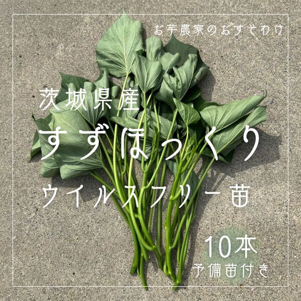 茨城県産 さつまいも すずほっくり 苗 ウイルスフリー 10本 予備苗付き メリクロン