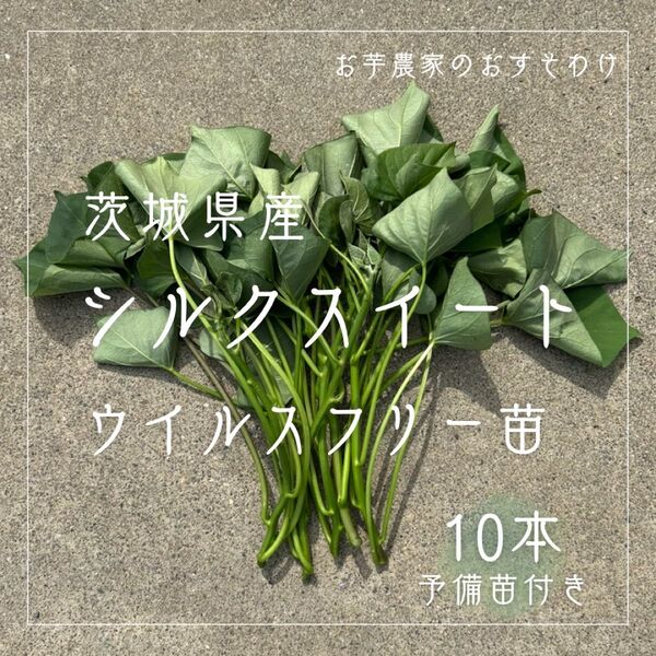 茨城県産 さつまいも 紅はるか 苗 ウイルスフリー 10本 予備苗付き メリクロン