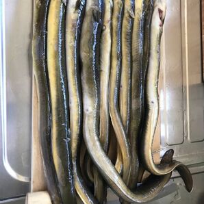 鰻仕掛け 鰻釣り仕掛け うなぎ仕掛け ウナギ仕掛け